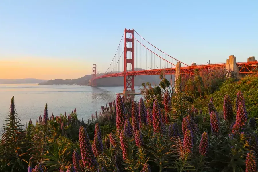 El Golden Gate Bridge aparece retratado con grandes flores en primer plano.